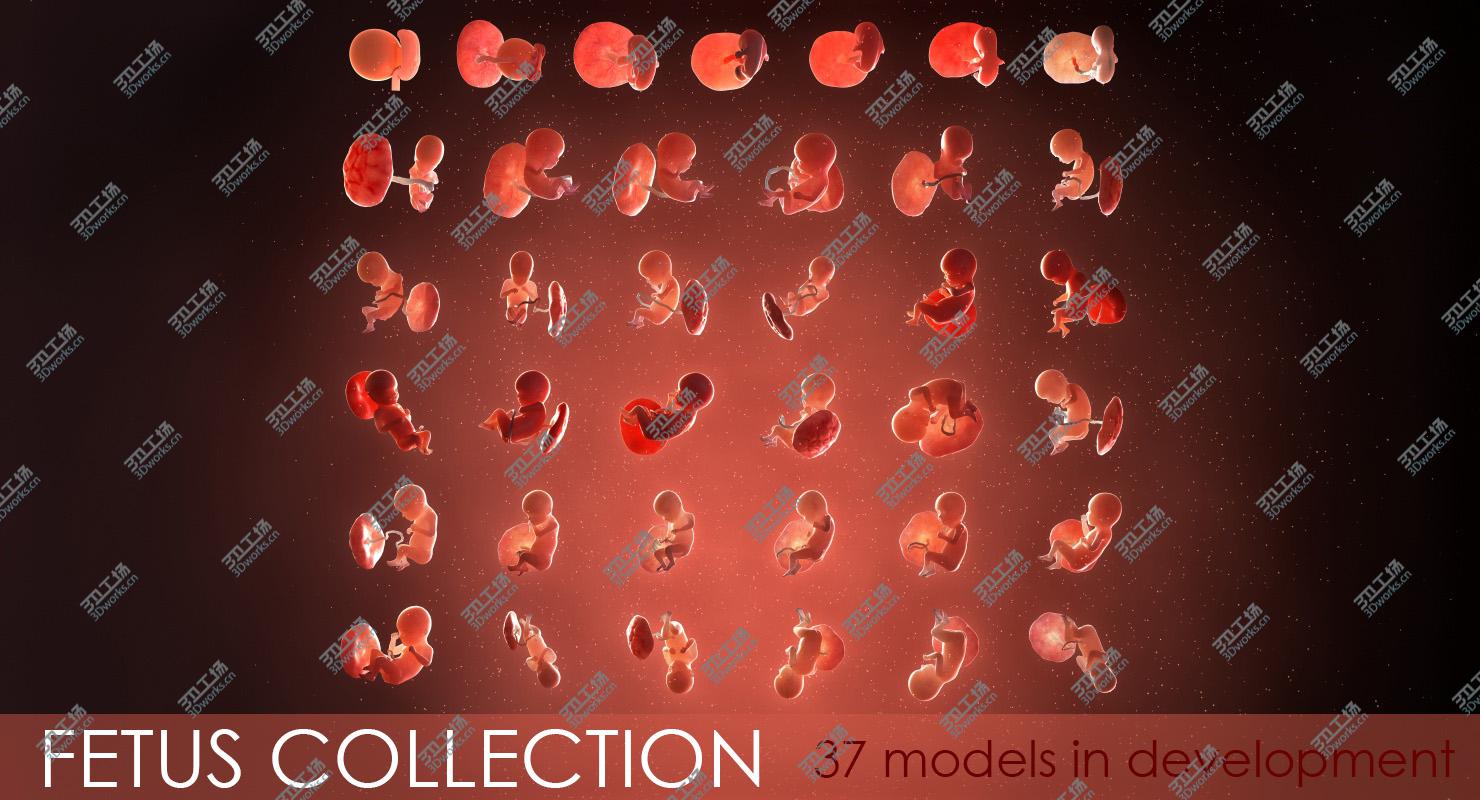 images/goods_img/20210113/3D Fetus Collection - 37 models in development/2.jpg